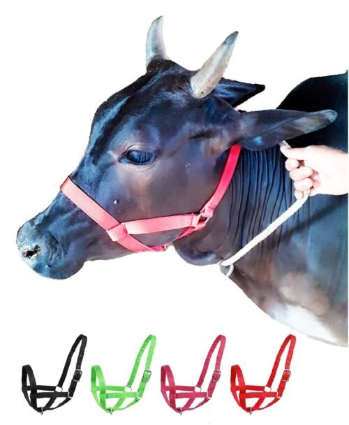 Nylon Cow Halter for Handling, Grooming, Transportation of Cattle